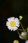 Daisy fleabane